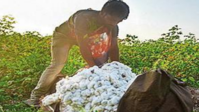 Cotton growers’ attempt to influence markets fails, prices fall in Maharashtra