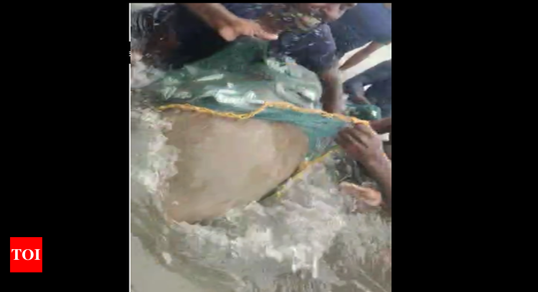 तट के जाल में फंसे डुगोंग और ओलिव रिडले कछुए को तमिलनाडु के मछुआरों ने बचाया |  चेन्नई समाचार – टाइम्स ऑफ इंडिया