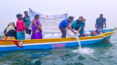 3.8 million green tiger shrimp seeds released to Gulf of Mannar