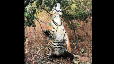 Panna tiger strangled by poachers' noose in Madhya Pradesh