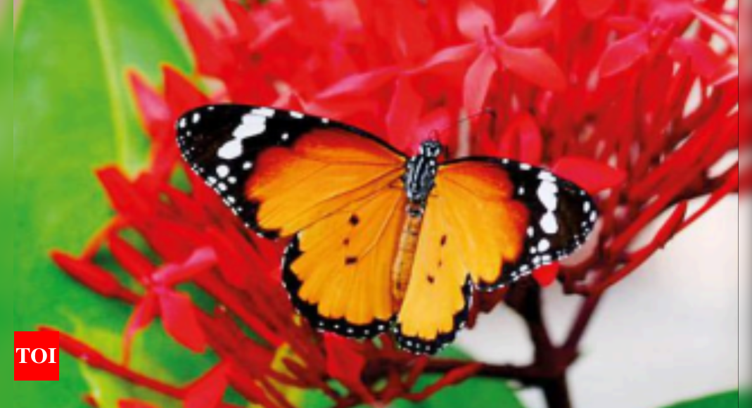 Butterflies mostly pollinate in morning hours, says Pune