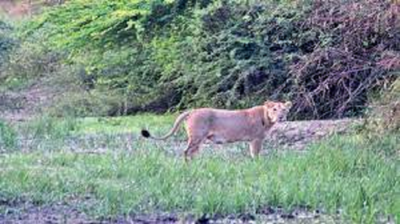 In UP Lioness Tejaswini dies at Lion Safari