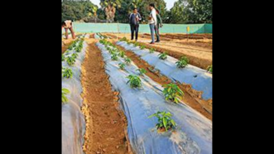 Farmers prodded to grow chillies sans pesticides in Odisha