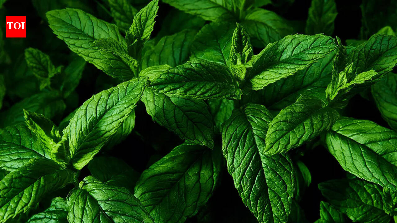 How is peppermint made: How to use it as a kitchen remedy for common ...