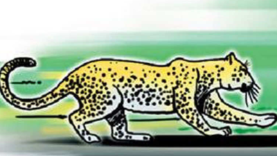 Tehri's 'man-eater' leopard shot dead by forest department shooters