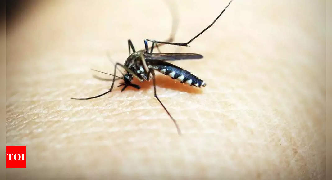 बीएमसी डेंगू के मामले एक सप्ताह में 106 से गिरकर 27 हुए |  कोलकाता समाचार – टाइम्स ऑफ इंडिया