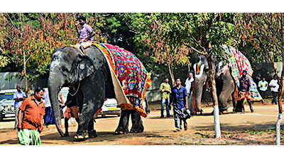 RS okays bill allowing transfer of captive jumbos, wildlife experts fear misuse of law