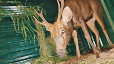 Sambar deer rescued from Miraj MIDC after five days