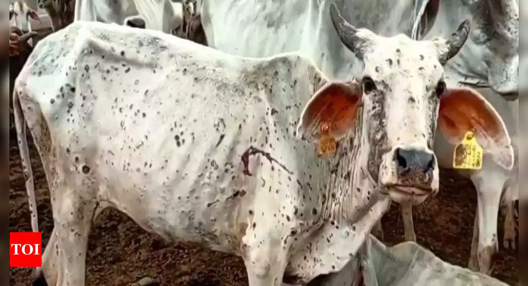 ओडिशा: 17 जिलों में 6,340 पशुओं पर गांठदार त्वचा रोग का असर |  भुवनेश्वर समाचार – टाइम्स ऑफ इंडिया
