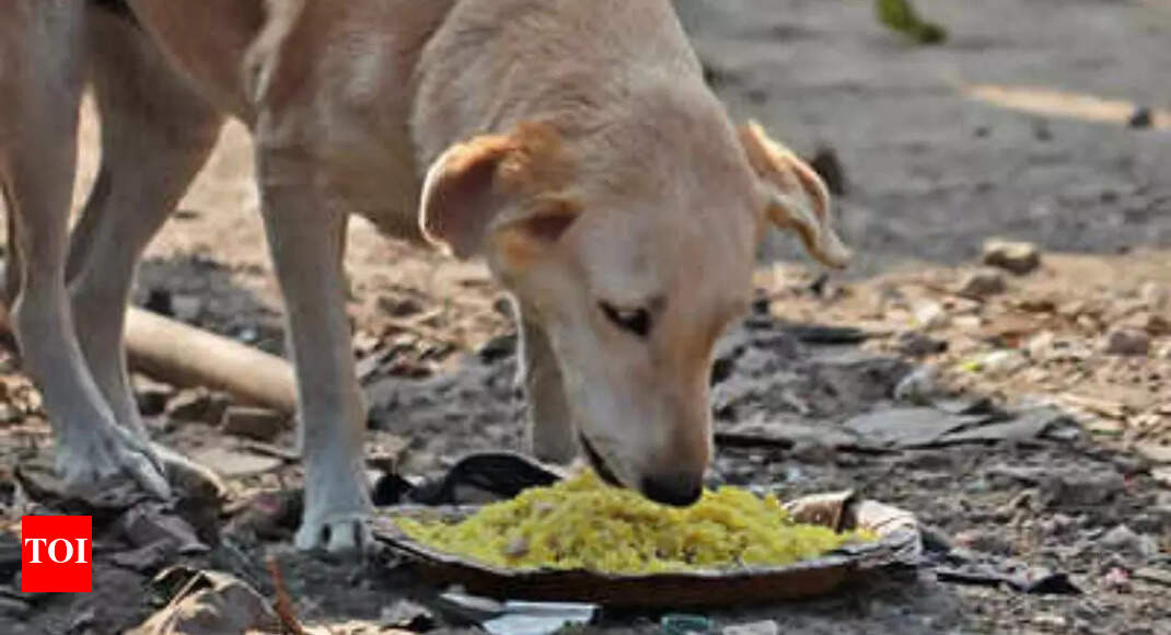 Animal board to RWAs: Don't act against those feeding strays | India News - Times of India Animal board to RWAs: Don't act against those feeding strays | India News - Times of India