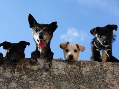 A world that fosters human-animal coexistence