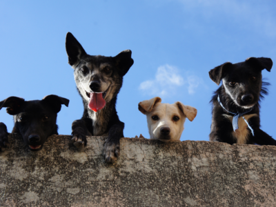International animal rights day: A world that fosters human-animal coexistence