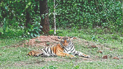 Bandipur safari to be divided into 2 zones