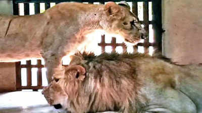 Binkadkatti Zoo in Gadag welcomes two Asiatic lions