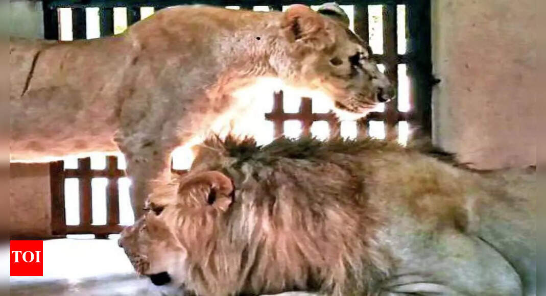 गडग में बिंकडकट्टी चिड़ियाघर दो एशियाई शेरों का स्वागत करता है  हुबली न्यूज – टाइम्स ऑफ इंडिया