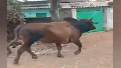Bull dies of rabies after injuring 7 people in Bhubaneswar