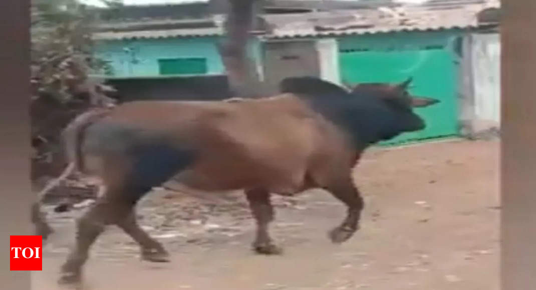 Bull dies of rabies after injuring 7 people in Bhubaneswar