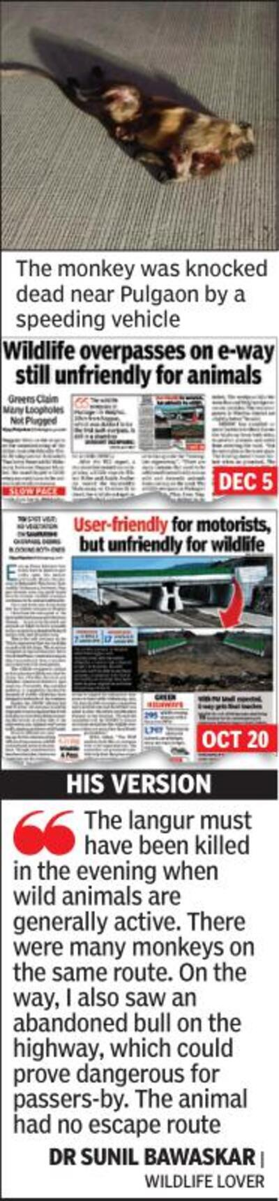 Hours after Samruddhi opening, monkey crushed to death near Pulgaon