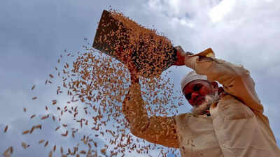 States that grew less paddy bounce back with wheat