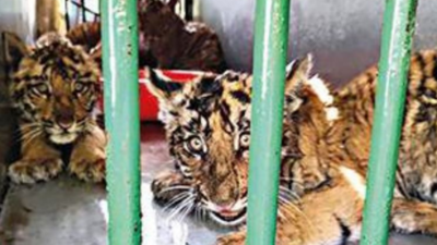 5 tiger cubs of Pilibhit Tiger Reserve may 'remain in zoo forever'