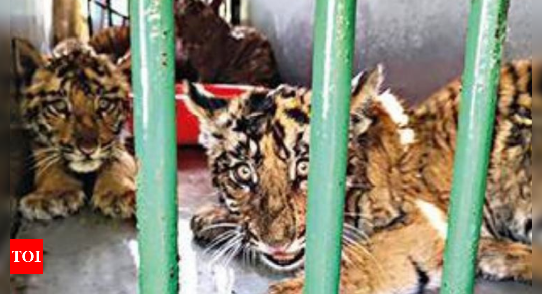 Pilibhit: 5 Tiger Cubs Of Pilibhit Tiger Reserve May 'remain In Zoo ...