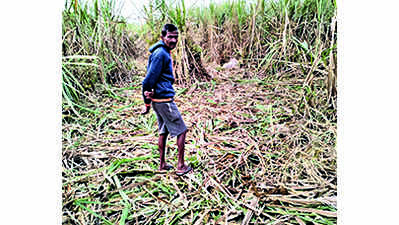 Jumbos destroy crops on 20 acres