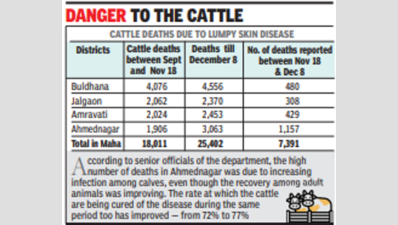Cattle death toll due to lumpy skin disease rises 61% in Ahmednagar district in 20 days