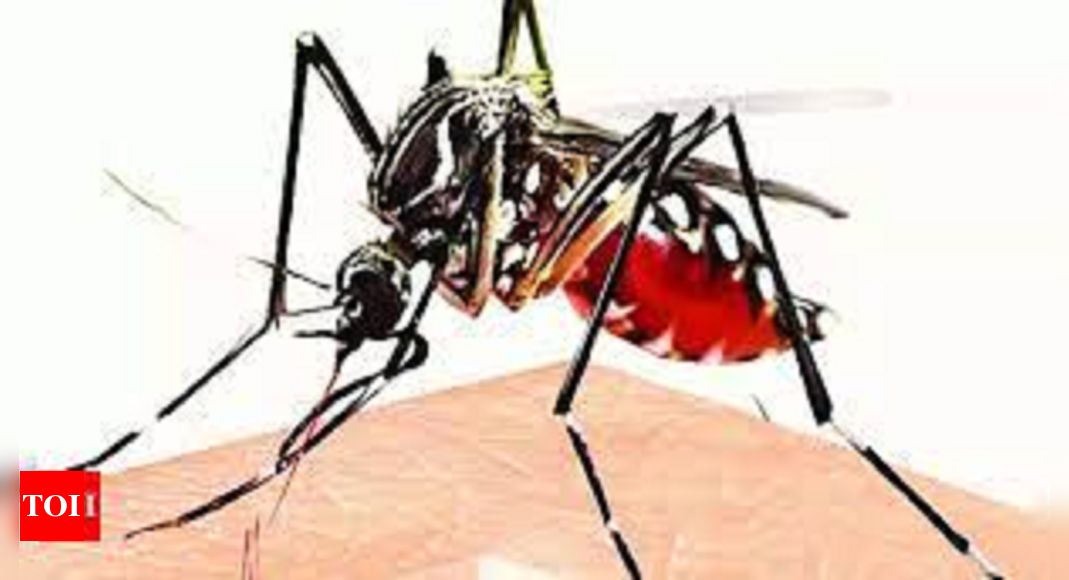 मिजोरम में 11 महीनों में डेंगू से 5 मौतें और 1,510 मामले दर्ज |  गुवाहाटी समाचार – टाइम्स ऑफ इंडिया