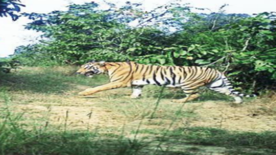 Tigress T6 capture op called off after her 4 cubs spotted in Maharashtra
