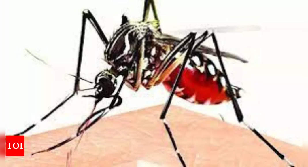 दिल्ली में डेंगू के करीब 3,800 मामले |  दिल्ली समाचार – टाइम्स ऑफ इंडिया