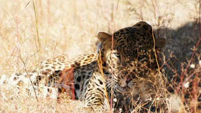 Leopard spotted napping on highway side rescued in Maharashtra's Ahmednagar