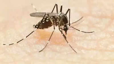 Raichur girl is Karnataka's first Zika virus case