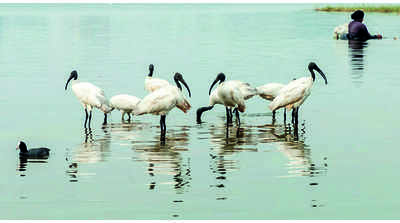 Extended monsoon delays arrival of many migratory birds at Rankala lake, say experts