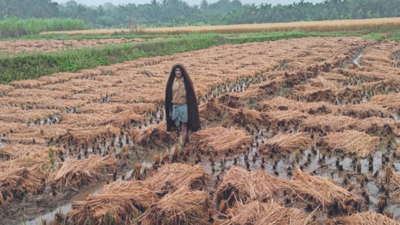 In Mysuru, unseasonal showers likely to affect paddy, ragi crops ready for harvest