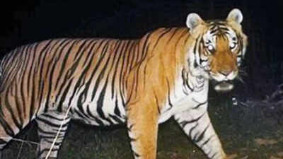 Farmer Survives Tiger Attack | Mysuru News - Times of India Farmer Survives Tiger Attack | Mysuru News - Times of India