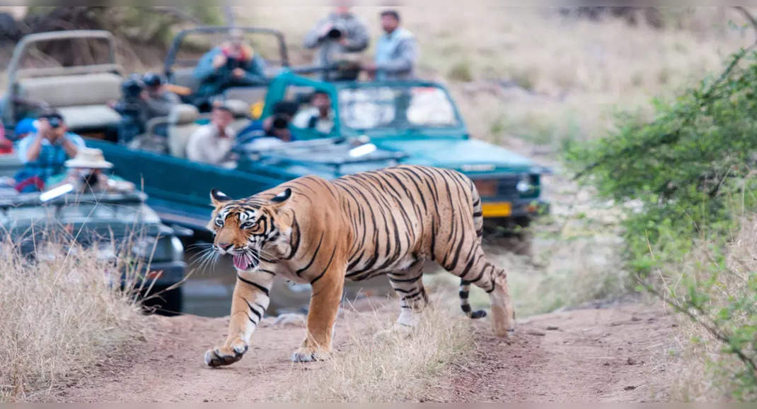 case study on ranthambore national park