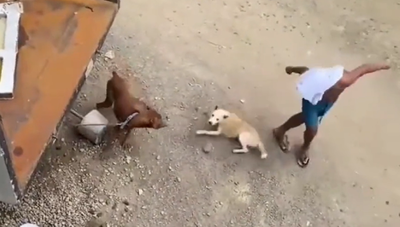 Watch: This dog's ‘god-level’ acting will make you demand Oscar for it
