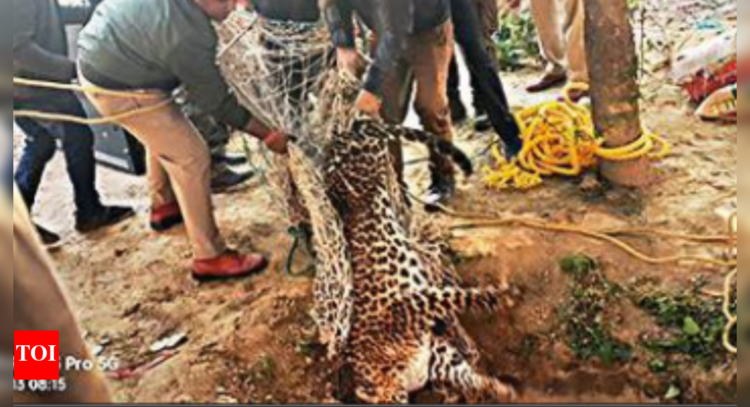 Baghpat: Leopard rescued from well after 38 hours in Uttar Pradesh's ...