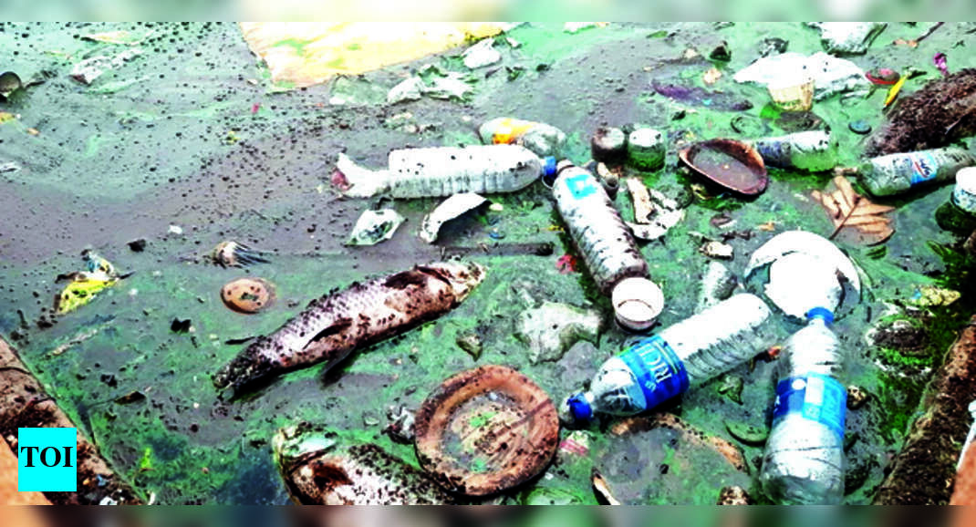 Madurai Polluted Water From Panaiyur Channel Kills Fish In Madurai’s