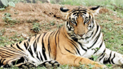 Chanda tiger safari, rescue centre proposal hanging fire for a year |  Nagpur News - Times of India