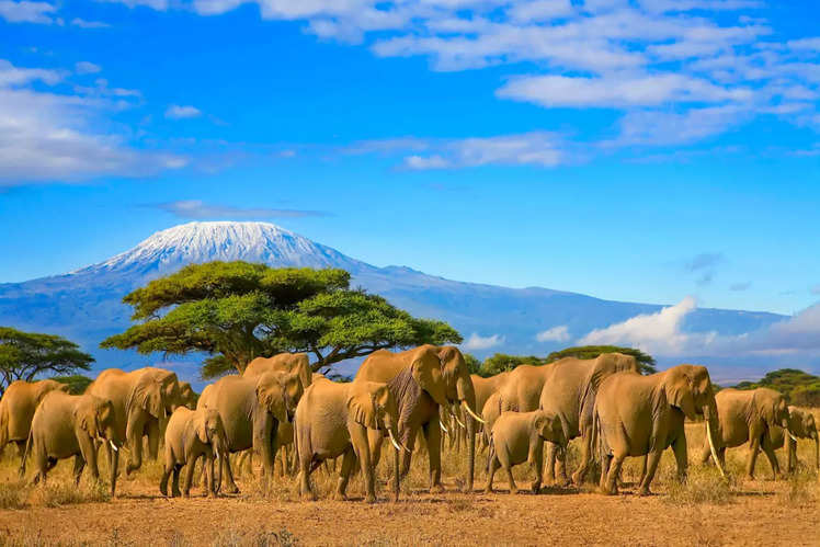 New Year Trips Offbeat Countries Offering Visa On Arrival To Indians   Tanzania 