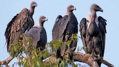 Culture shock: Ahmedabad city loses all its vultures