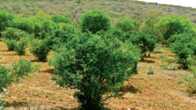 Haryana govt plans to use panchayat land to make up for green cover loss