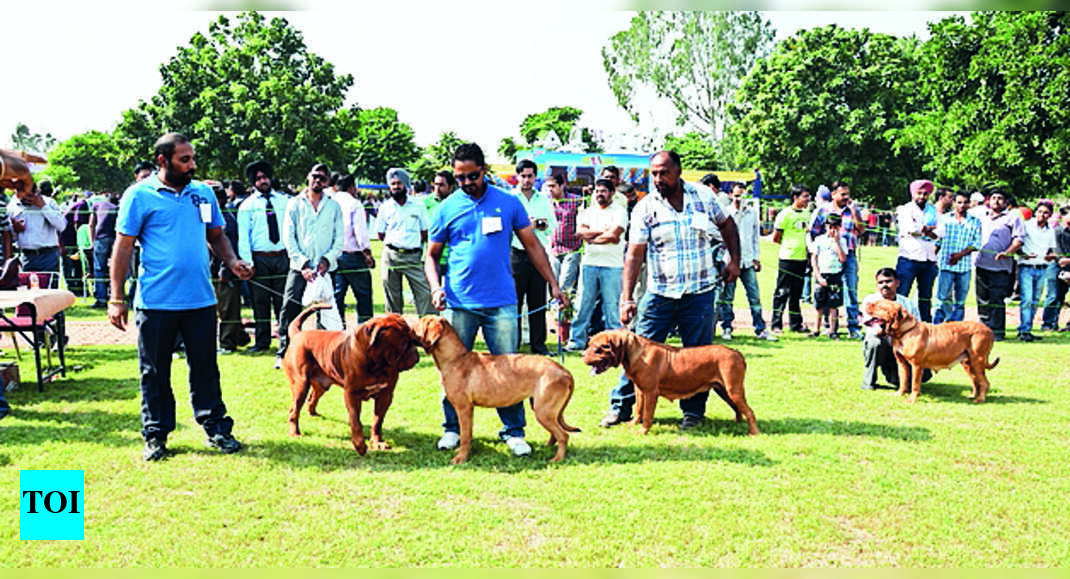 Gadvasu Vet Varsity To Host Canine Friends Ludhiana News Times of