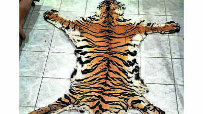 Tiger skin found in Similipal buffer zone