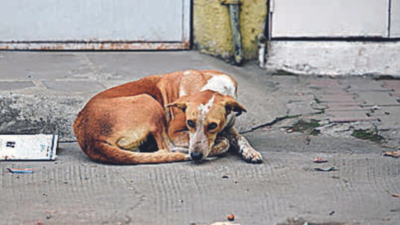 Pune Municipal Corporation to conduct its first stray dog census to aid sterilisations