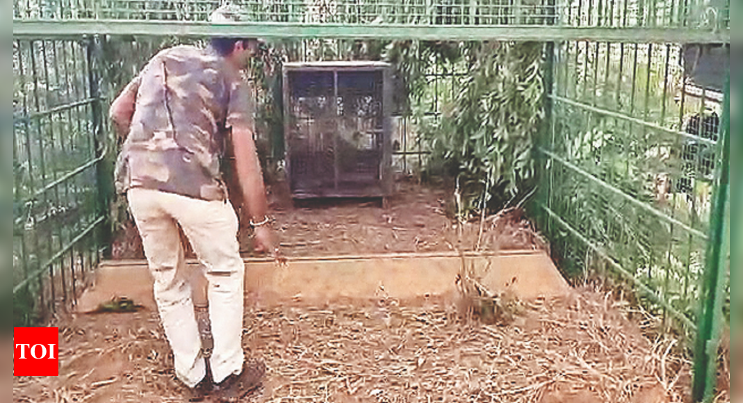 मैसूर में मायावी तेंदुए को फंसाने के लिए वनकर्मियों को मिला कमरे जैसा पिंजरा |  मैसूर समाचार – टाइम्स ऑफ इंडिया
