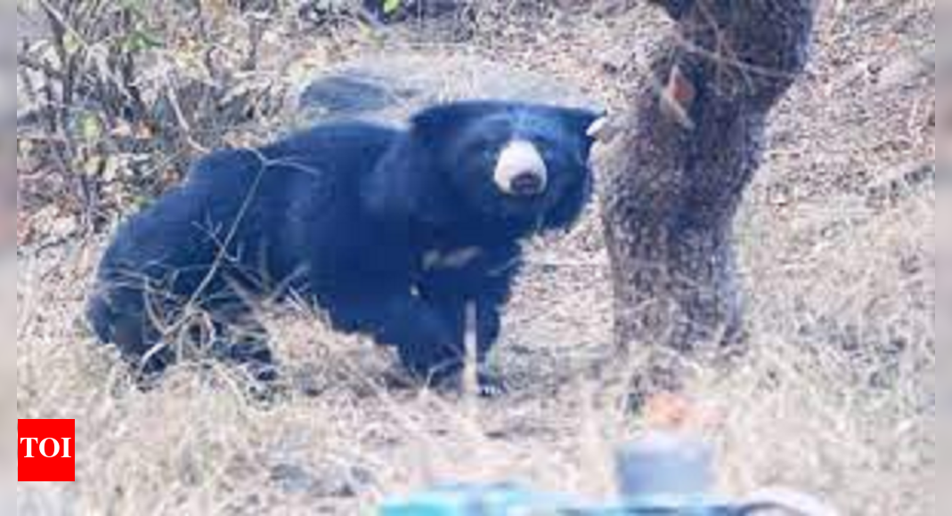 Four Injured In Sloth Bear Attack In Dahod | Vadodara News - Times of India