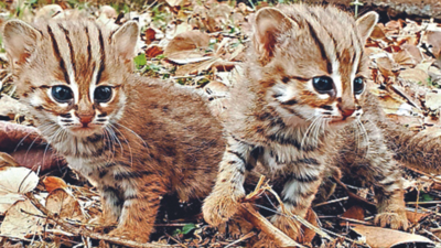 2 rusty-spotted cat cubs rescued from Beldare village