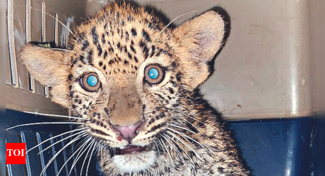 2-month-old Leopard Cub Rescued From Well, Reunited With Mother ...